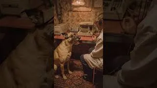 Miniature : Ce super-pouvoir caché des chiens va te choquer