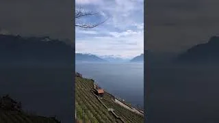 Miniature : Saint Saphorin, Lavaux, avec vue sur le Chablais Savoyard (Straton Speciale)