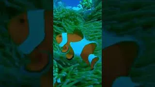 Miniature : Diving Apo Reef in Philippines #diving #shorts