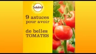 Miniature : 9 astuces pour faire pousser de belles tomates !