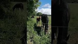 Miniature : Un petit copain caché derrière maman