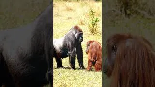 Miniature : Le gorille rencontre l'organotango