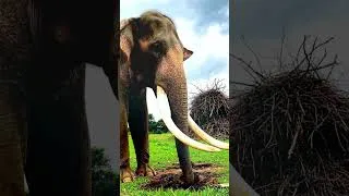 Miniature : Le plus grand éléphant du monde