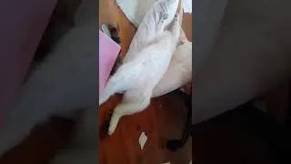 Miniature : Un chat