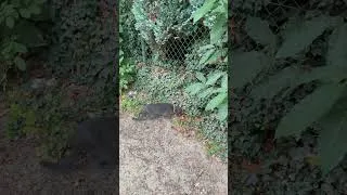 Miniature : Un petit chat se promène dans les bois