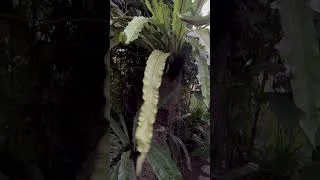 Miniature : Tianyar juin 2026#bali #sesevlog #slowliving