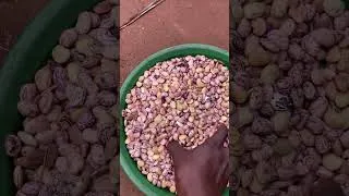Miniature : Akpakoun,une espèce de haricot très croustillant