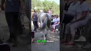 Miniature : Comment se déroulent les formations pour apprendre à communiquer avec les animaux 🐰🐮🐷🐶🐱🐴