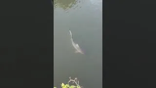 Miniature : 🇷🇪🦈 Observation d'un requin bouledogue juvénile dans le port de Saint Pierre - 18/03/2026