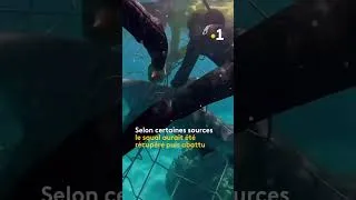 Miniature : 🇷🇪🦈 Boucan Canot : un requin bouledogue piégé dans le filet de sécurité de baignade - 11/11/2025