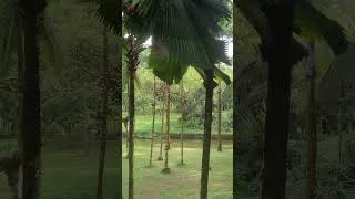 Miniature : Kuala Lumpur jardin botanique Perdana