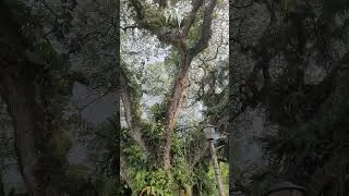 Miniature : kuala lumpur Perdana botanical Garden