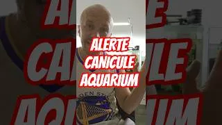Miniature : alerte canicule aquarium 🔥 #animaux #aquascaping #aquariophilie #aquarium #nature