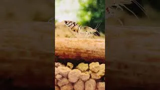 Miniature : crevette enceinte #aquarium #aquascape #caridina #neocaridina #shrimp #aquascaping #nature