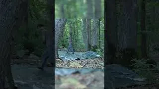 Miniature : Bro se br en pleine forêt