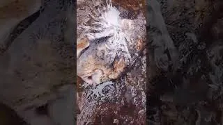 Miniature : Le hibou a finalement été tué par les agents de sécurité de la FECAFOOT #afrique #fecafoot