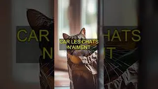Miniature : Titre : Comment gagner la confiance d'un chat : Astuces insoupçonnées
