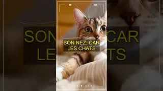Miniature : Si ton chat te laisse faire ça, c'est signe qu'il t'aime vraiment!