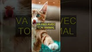 Miniature : Si ton chat ou chien fait ça, c'est grave! Découvre pourquoi!