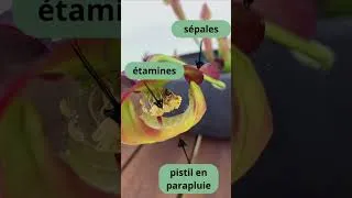 Miniature : A quoi ressemblent les fleurs des plantes carnivores ?