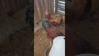 Miniature : Gros poulets noilers😱
