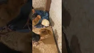 Miniature : Démarrage de poussins noiler !