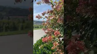 Miniature : A Warm Autumn Day in France #slowliving #lifeinfrance #cozyvlog