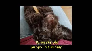 Miniature : 10 weeks old Puppy in training 🐶💕
