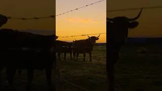 Miniature : Cows by the River at Sunrise — Quiet Morning in France 🇫🇷  #RelaxingNature #France #slowliving