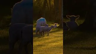 Miniature : Sheep in Loire Valley France 🇫🇷 | Peaceful Rural Life #france #nature #relax