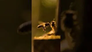 Miniature : Spring in France 🇫🇷 | Bees, Blossoms & Golden Sunset #Shorts #France #Spring #Bees #sunset