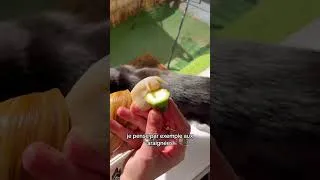 Miniature : La phobie des escargots ? 🐌 #escargots #animaux #escargotsgéants