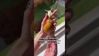 Miniature : Caresser son escargot ? 🐌 #escargots #animaux #escargotsgéants