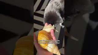 Miniature : Mes escargots et mon chat 🐈‍⬛🐌 #escargots #animaux #escargotsgéants