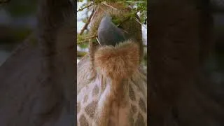 Miniature : Que Mangent les Girafes ?