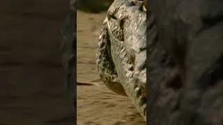 Miniature : Le Crocodile Sacré des Dogos