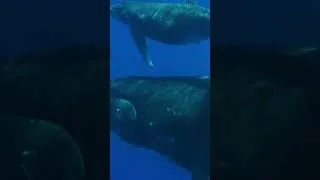 Miniature : L'instinct Maternel des Baleines
