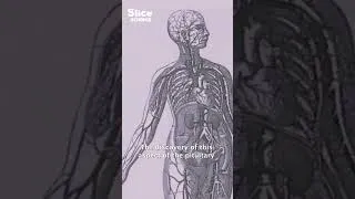 Miniature : Hormones: Understand Our Bodies | SLICE SCIENCE