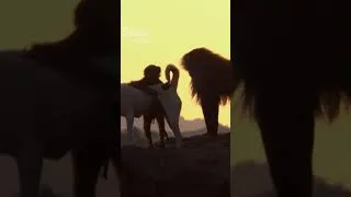 Miniature : Why Baboons raised Puppies | SLICE WILD