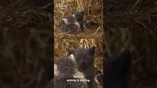Miniature : Why Kittens Play Fight | SLICE WILD