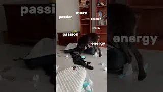 Miniature : Je voulais juste un chien avec qui faire des randonnées… #cute #puppy #chien