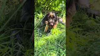 Miniature : Meet Dracarys ! 13secondes de lui avant la présentation officielle ! #chien #cute