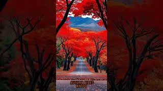 Miniature : KYOTO - Autumn vibes