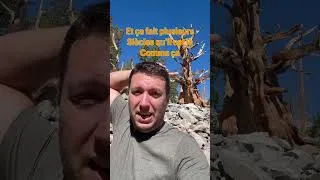 Miniature : Great Basin NP - Bristlecone Pine trees - Smartrippers