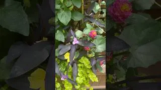 Miniature : Find my #wellbeing #slowliving #gardenflowers