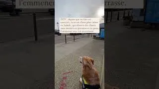 Miniature : L’exercice de la pause 🧡 #chien #chiens #balade #educateurcanin