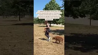 Miniature : Promène ton chien en toute sérénité 🧡 #chien #education #balade #educateurcanin