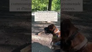 Miniature : Mettre une muselière à son chien est avant tout pour une sécurité et une sérénité 🧡 #snownydog