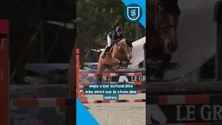 Miniature : #cso L’élevage du Lozon, petit par sa taille mais grand par sa réussite 🐴✨ #shf  #elevage #concours