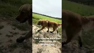Miniature : Chemins de Compostelle en toute sécurité 🐾🐕 #vanlife #chien #aventure #compostelle